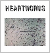 heartworm